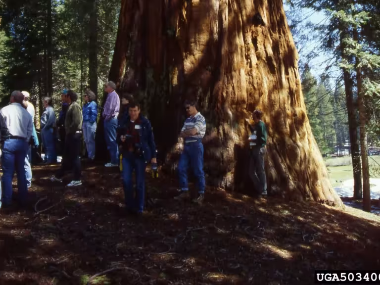 giant sequoia tree