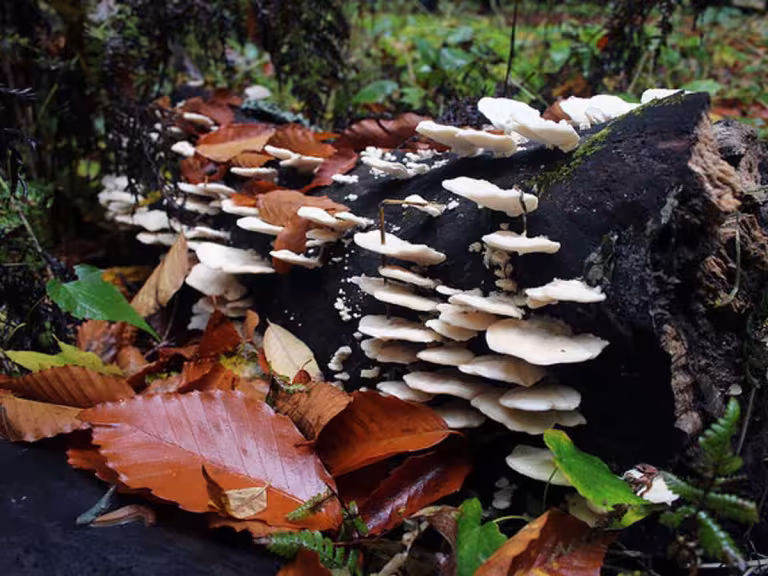 healing fungi in forest