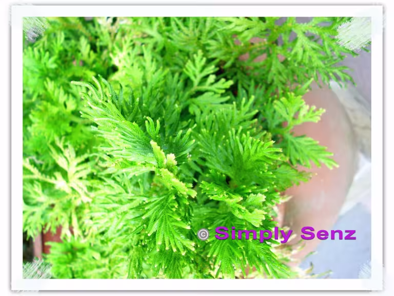 herbal remedies