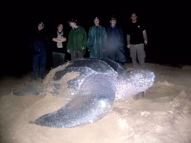 leatherback turtle migration