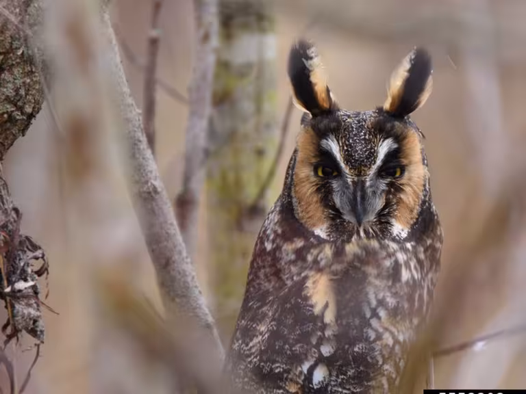 long-eared owl camouflage