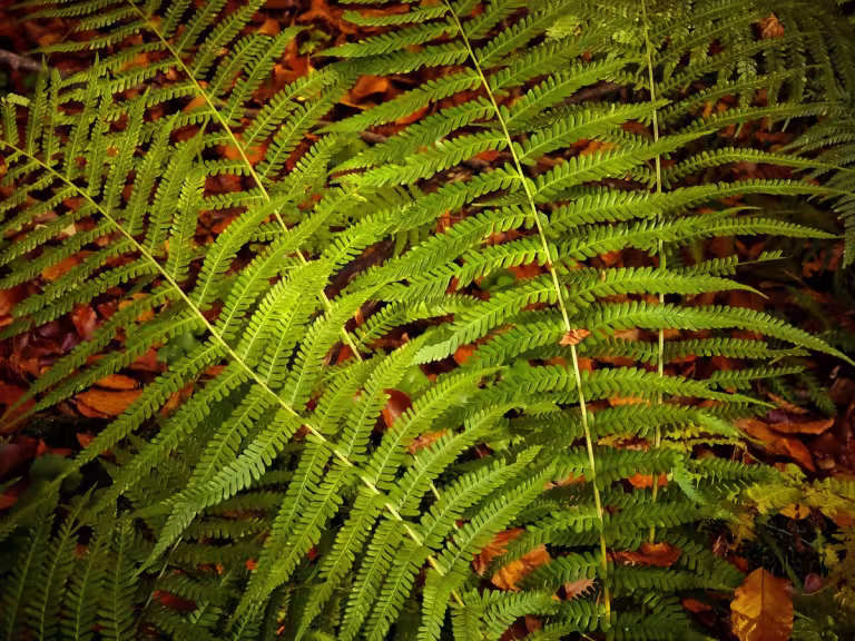 medicinal plants in forest