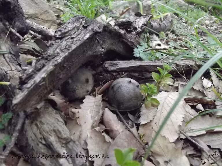 microhabitats in forest with deadwood dwellers