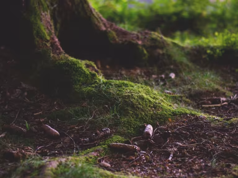 microhabitats within forest floor