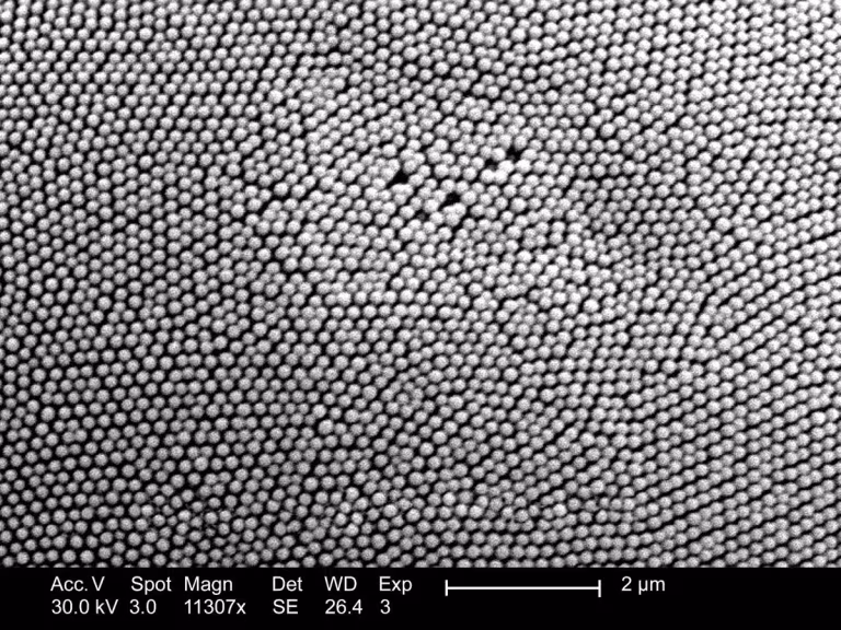 microscopic life forms