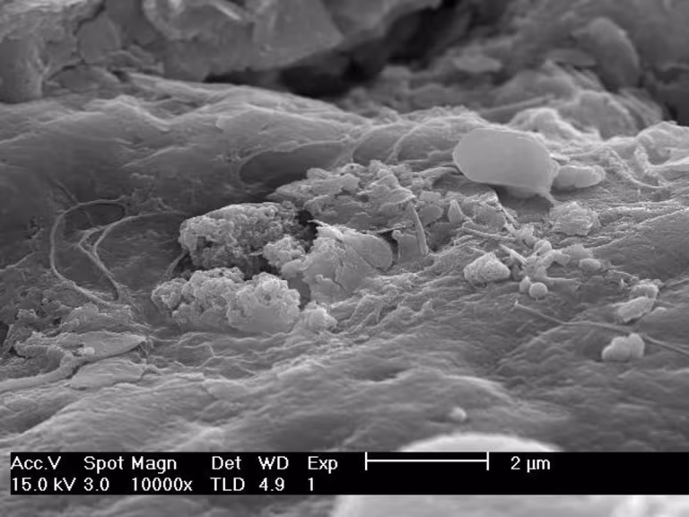 microscopic life forms