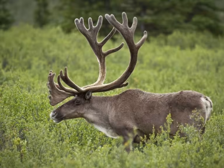 migrating caribou