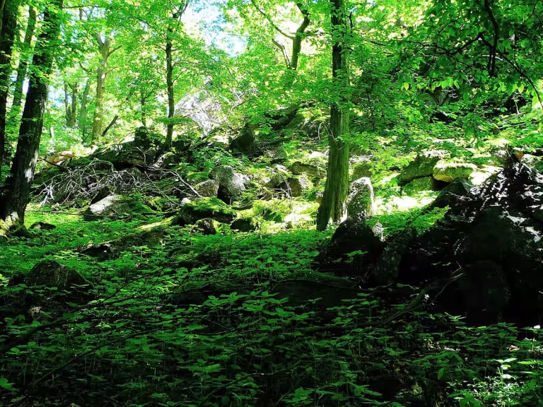 nature exercise diet