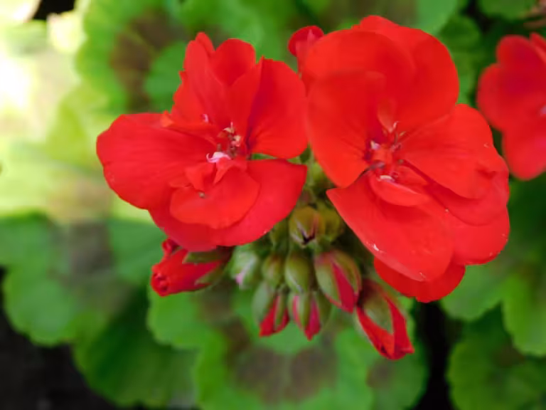 night-blooming flowers
