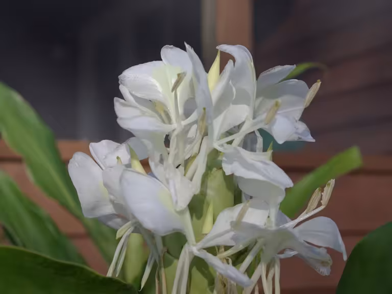 night-blooming flowers and nocturnal pollinators