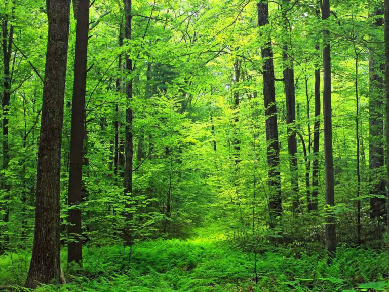 peaceful nature scene with a person meditating