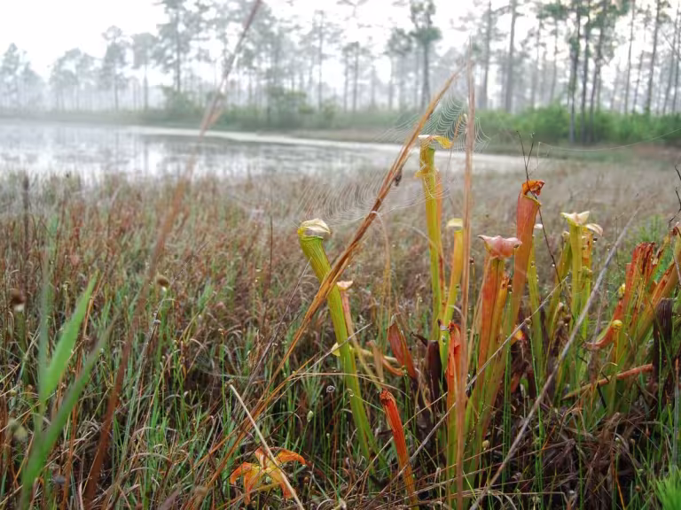 pitcher plant in forest