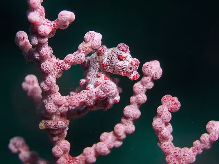 pygmy seahorse on coral
