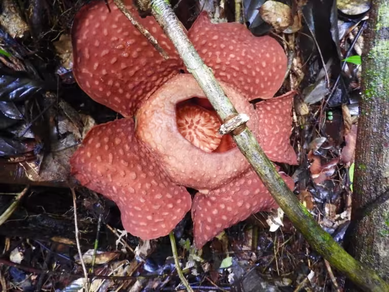 Rafflesia flower in a forest