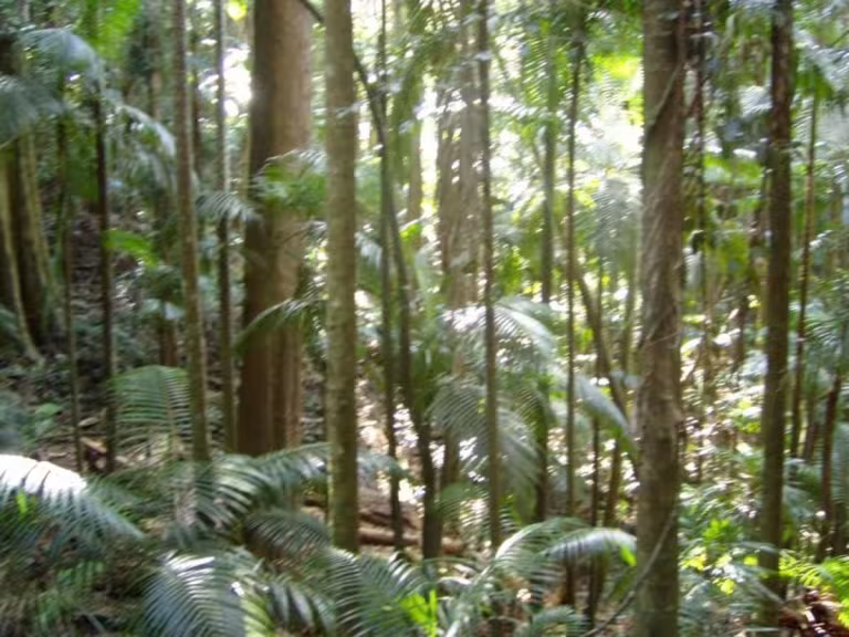 rainforest canopy exploration