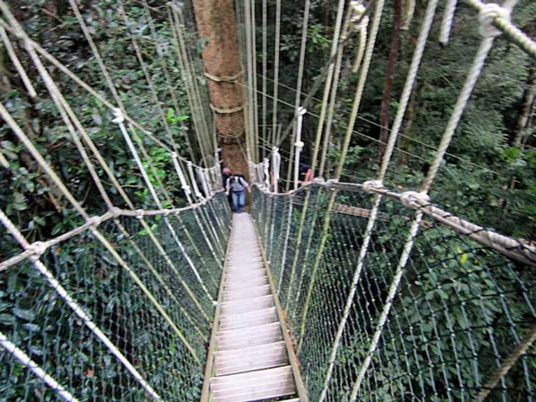 rainforest canopy exploration