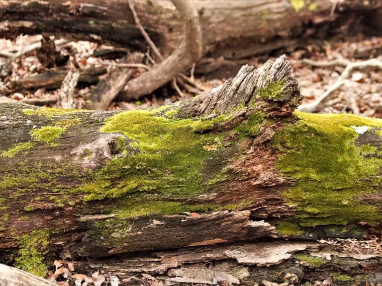 rotting wood in forest