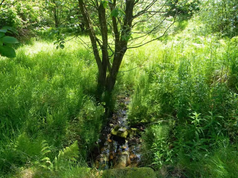 serene nature scene with a person meditating, surrounded by lush greenery and soft sunlight