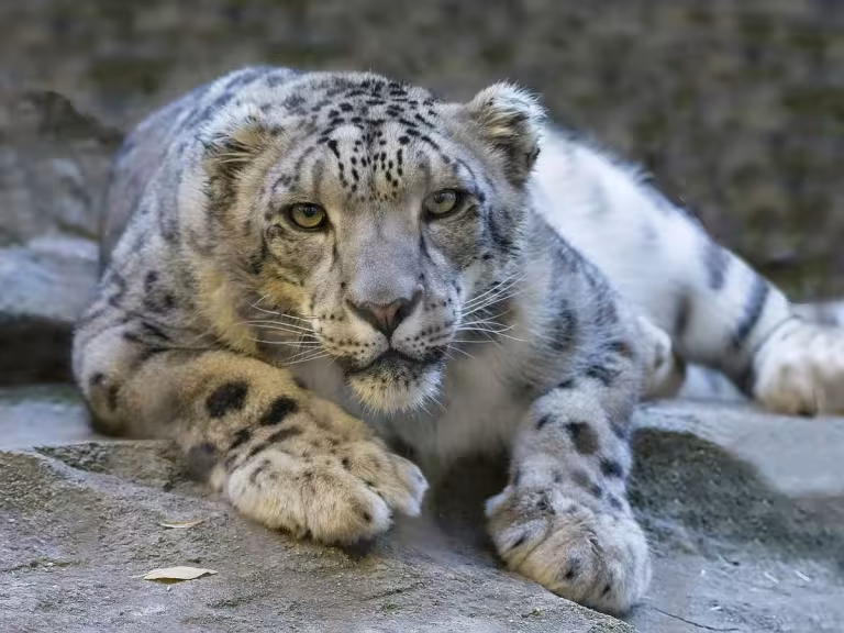 snow leopard in mountains