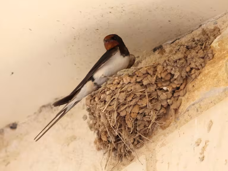 swallow bird nest