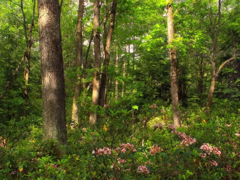 tallest trees in forest