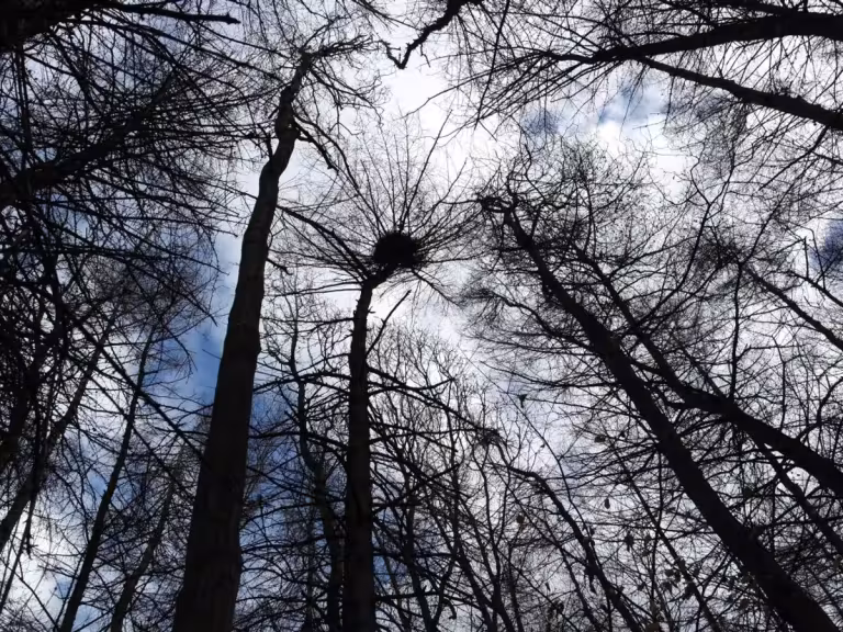 tallest trees in forest