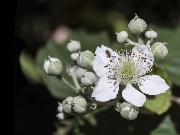 traditional medicinal plants in forest