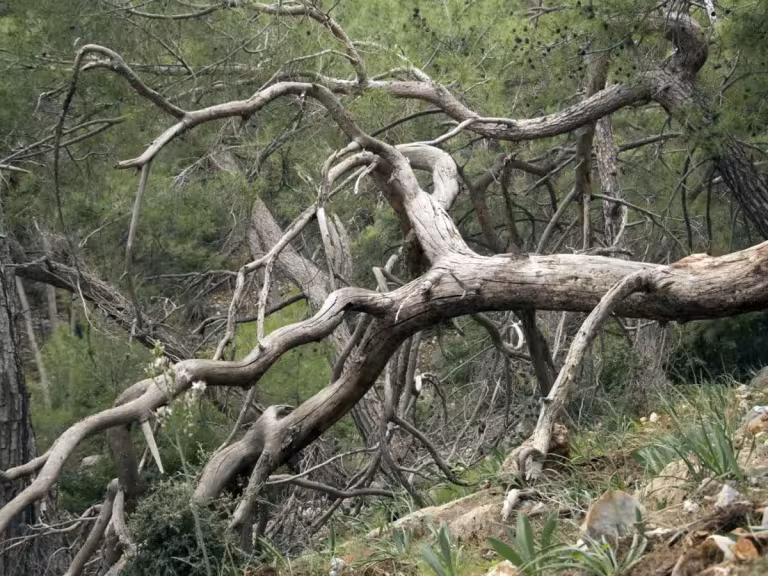 trees in a forest
