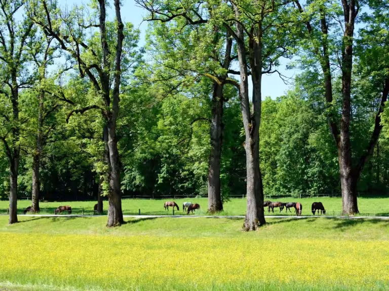 trees observing nature