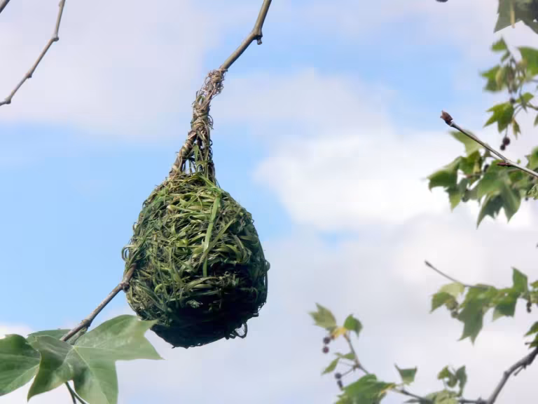 weaver bird nest