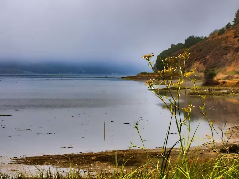 wetlands coastline