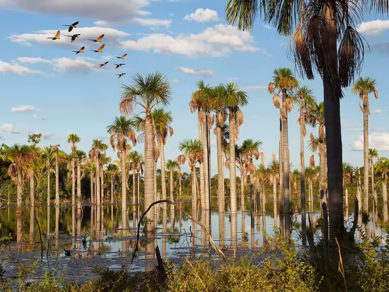wetlands forest