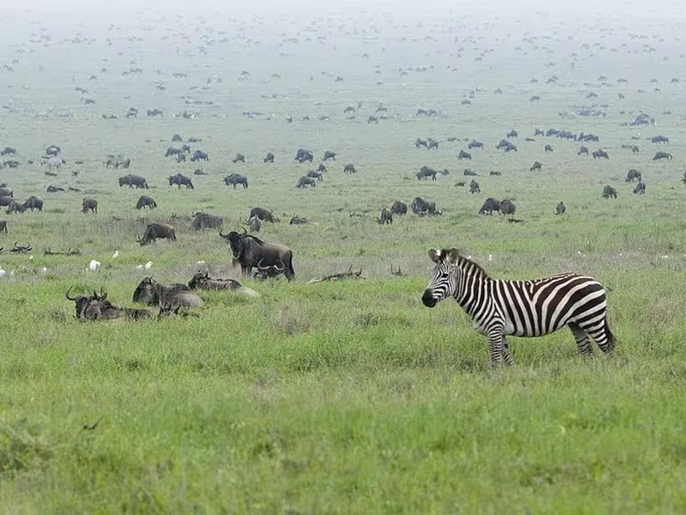 wildebeest migration