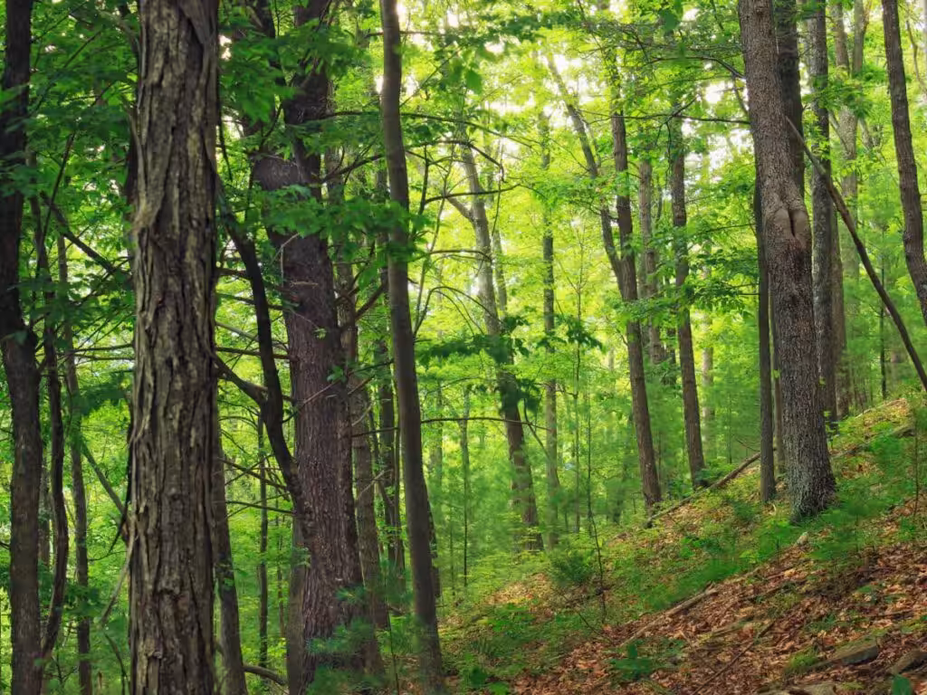 forest decomposers