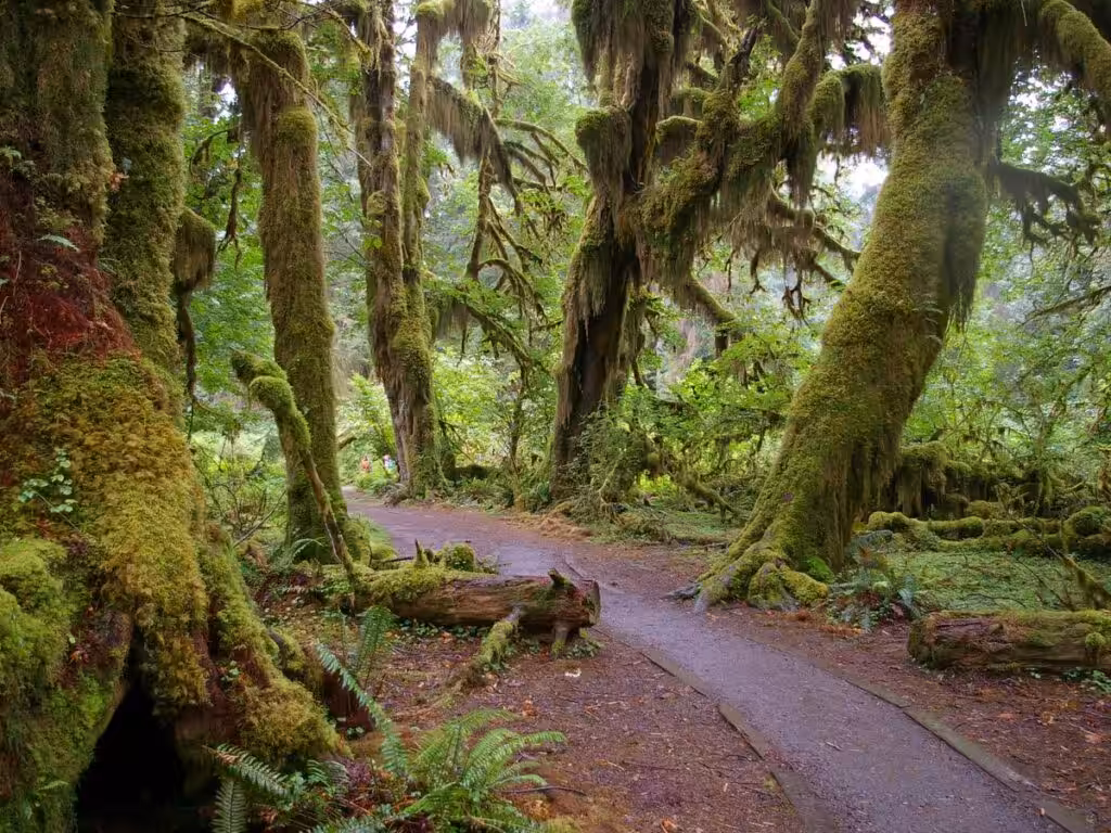 forest poetry