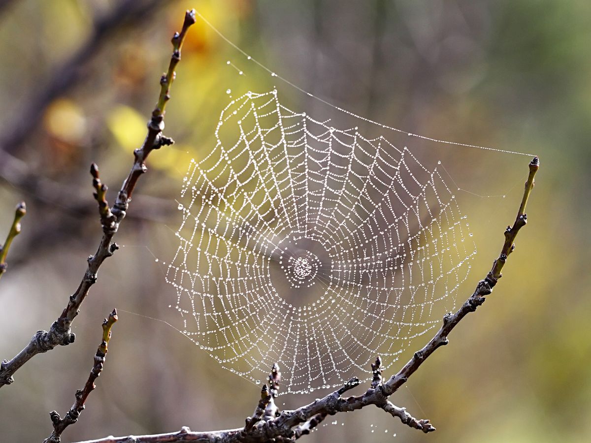 The Hidden World of Forest Spiders