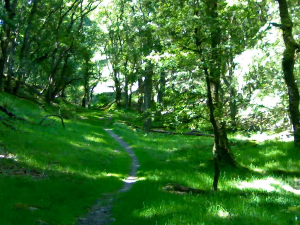 forest cooling earth