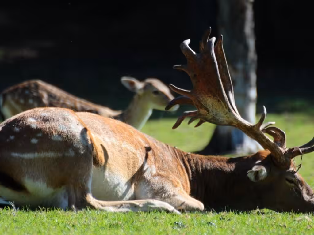 forest wildlife