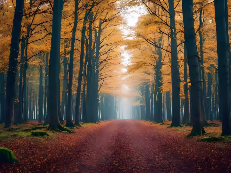 ancient forest trees