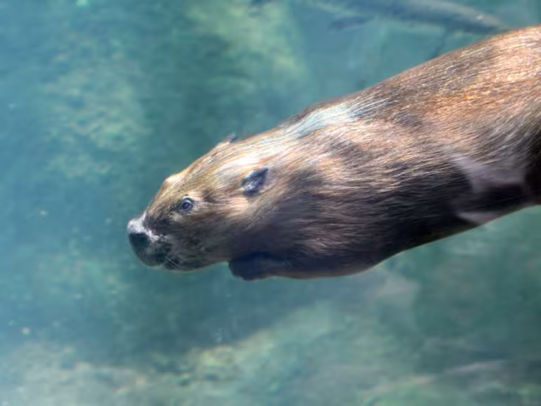 beaver in forest