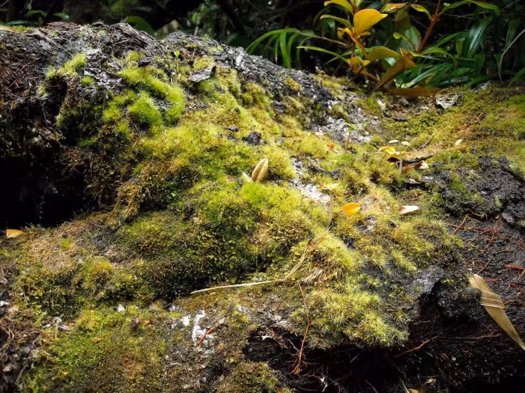 forest natural phenomena