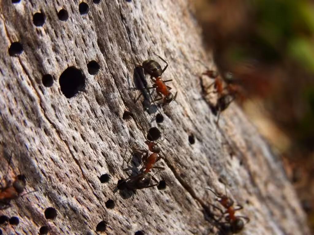 forest insects
