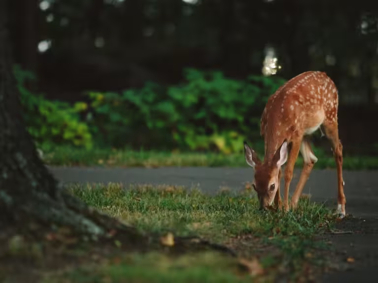 forest animals