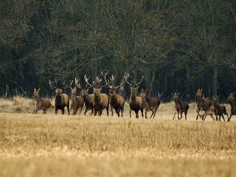 forest mammals