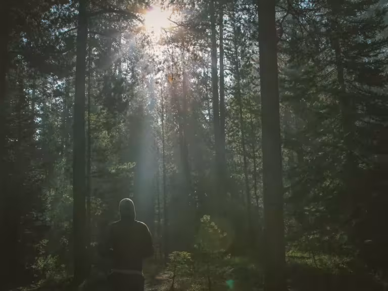 forest therapy for joint health