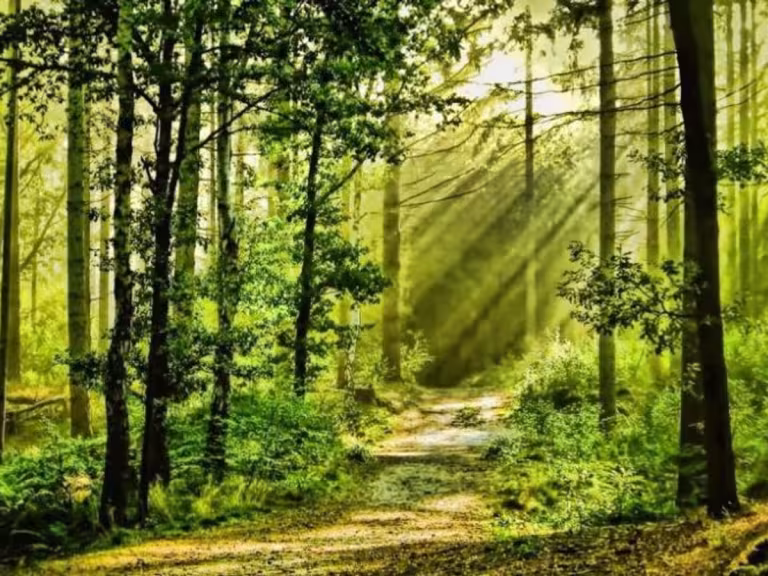 forest therapy walk