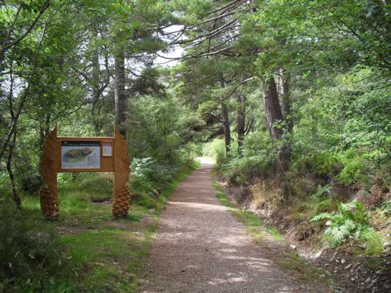 forest walk