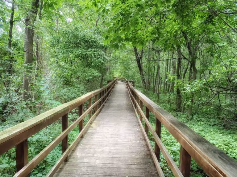 forest walk