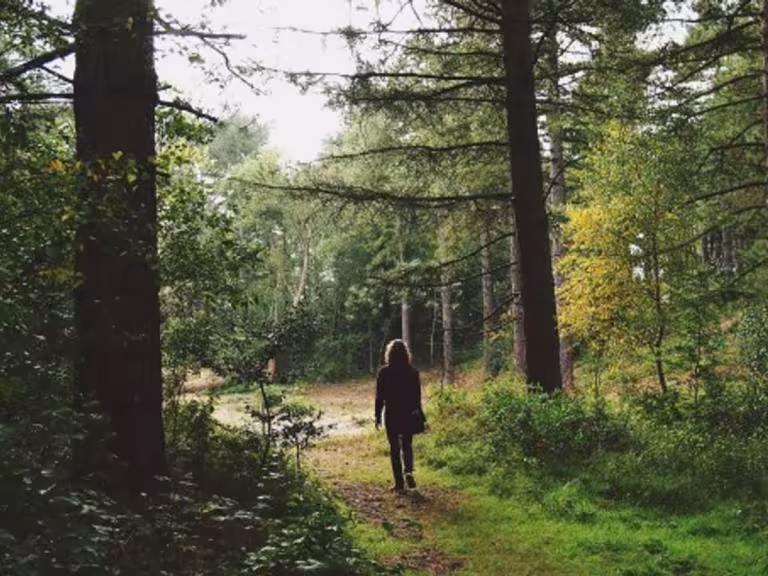 forest walk