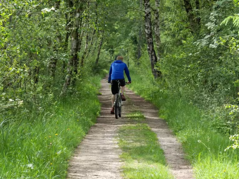 forest walk for health